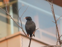Acridotheres cristatellus