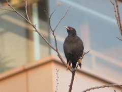 Acridotheres cristatellus