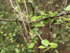 Pittosporum obcordatum