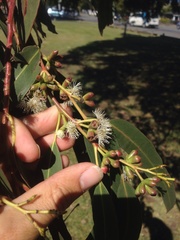 Eucalyptus nitens