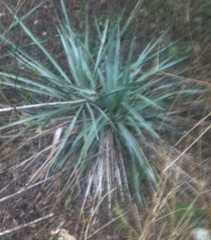 Hesperoyucca