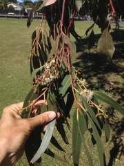 Eucalyptus nitens