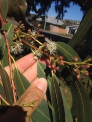 Eucalyptus nitens