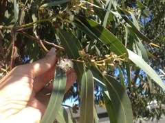 Eucalyptus nitens