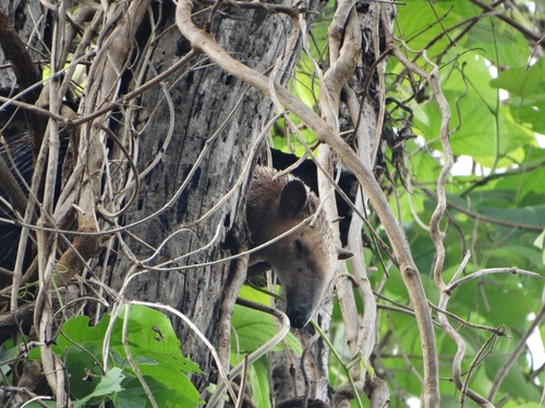 Southern Tamandua