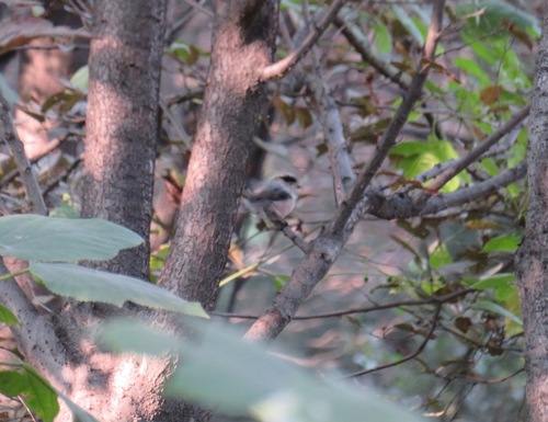Aegithalos glaucogularis