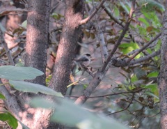 Aegithalos glaucogularis