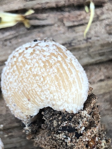 flocculose inkcap