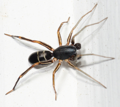 Castianeira cingulata