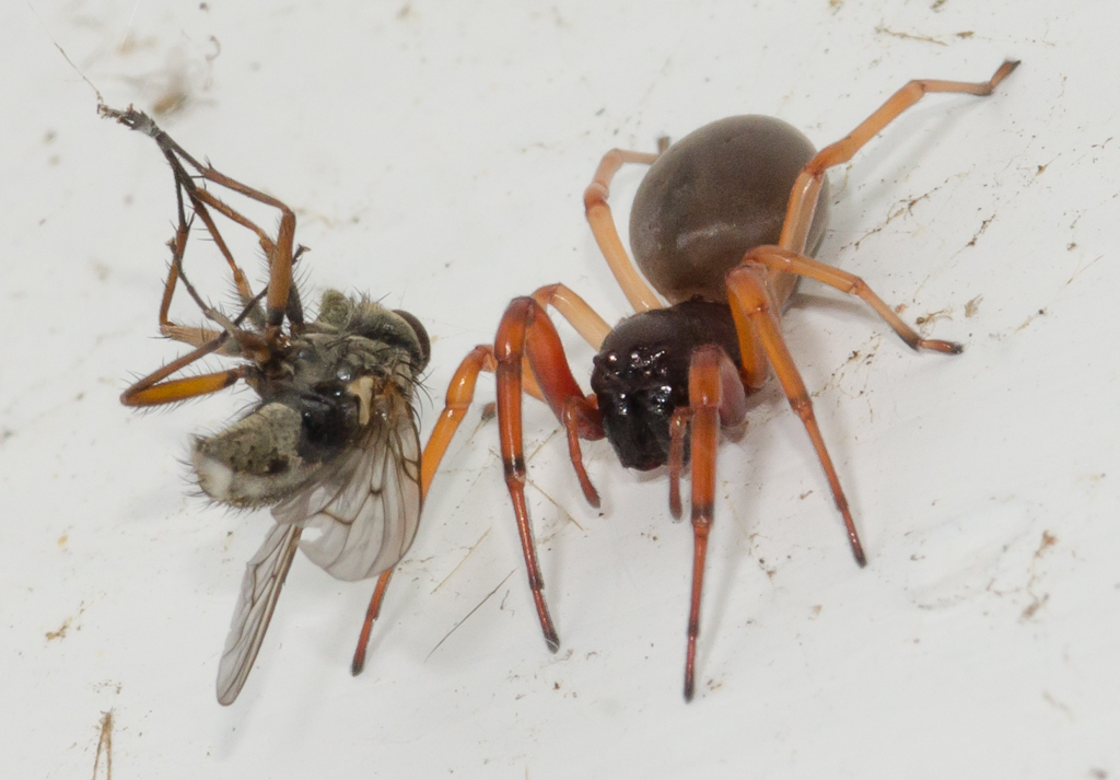 Broad faced sac spider from college hill cincinnati oh usa on
