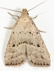 Hypenodes fractilinea