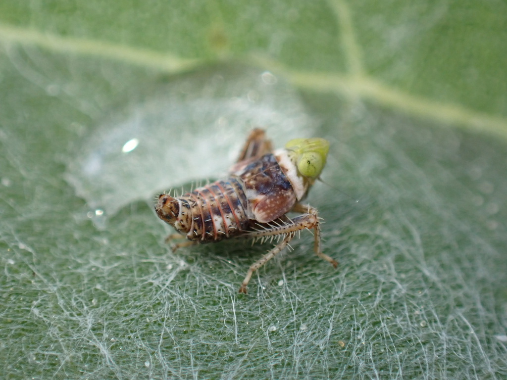 Tinobregmus vittatus