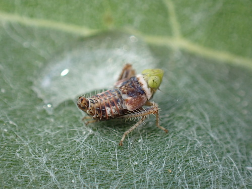 Tinobregmus vittatus
