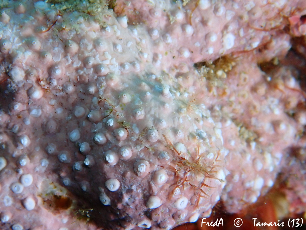 Titanoderma pustulatum