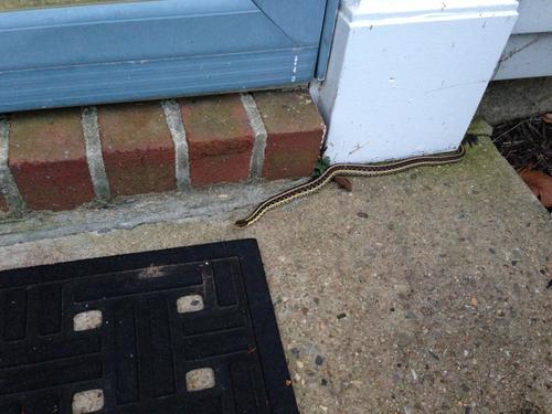 Thamnophis sirtalis