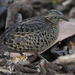 Red-backed Buttonquail - Photo (c) Greg Miles, some rights reserved (CC BY-SA)