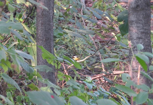 Periparus venustulus
