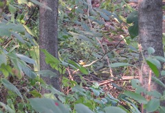 Periparus venustulus