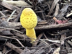 Leucocoprinus birnbaumii image
