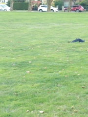 Corvus brachyrhynchos caurinus