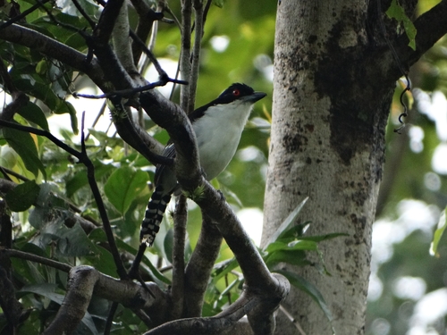 Great Antshrike