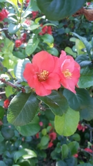 Chaenomeles speciosa