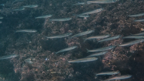 Smallscale silverside (Odontesthes incisa) — Atherinopsidae