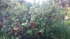 Chaenomeles speciosa