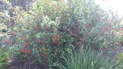 Chaenomeles speciosa