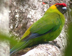 Horned Parakeet photo 3