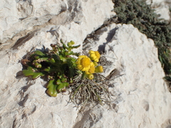 Senecio leucanthemifolius