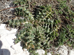Sonchus asper glaucescens