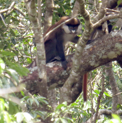 Cercopithecus ascanius schmidti