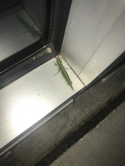 Stenacris vitreipennis