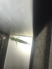 Stenacris vitreipennis