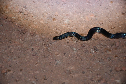 Emmel's Ground Snake
