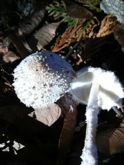 Cystolepiota seminuda