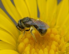 Lasioglossum impavidum