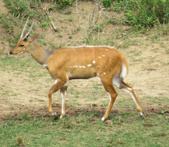 Tragelaphus