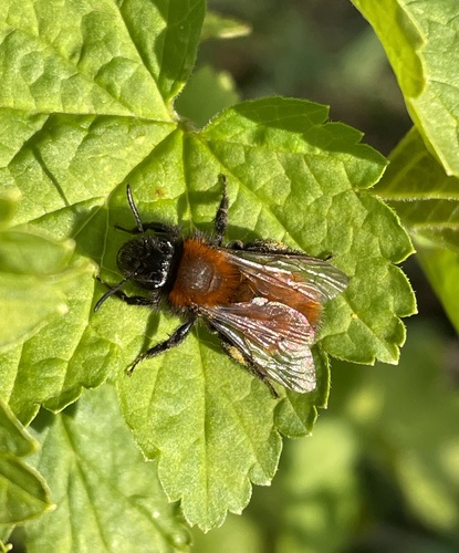 Tawny Mining Bee, Poolserweg, Winterswijk Meddo, Gelderland, NL, photo 8 of 10