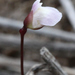 Utricularia delicatula - Photo (c) Bill Campbell, μερικά δικαιώματα διατηρούνται (CC BY-NC), uploaded by Bill Campbell