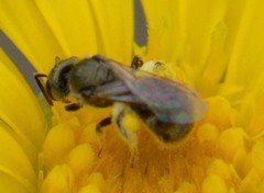 Lasioglossum impavidum