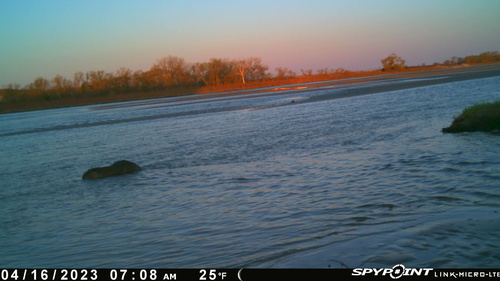 American Beaver photographed in Nebraska