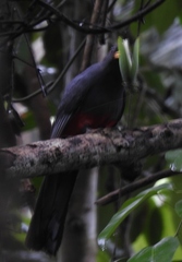 Trogon melanurus