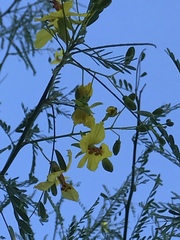 Parkinsonia