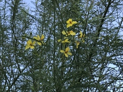 Parkinsonia