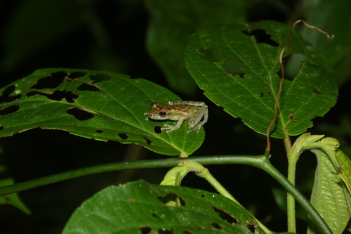 Manaus Snouted Treefrog, Scinax cruentomma