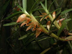 Maxillaria dendrobioides image