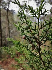 Juniperus monticola