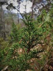 Juniperus monticola